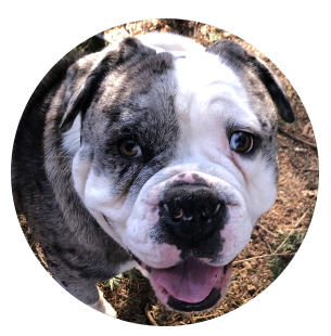 Sir James the Bulldog portrait